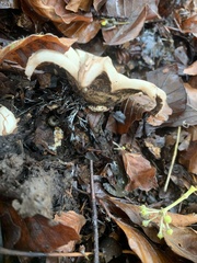 Geastrum triplex