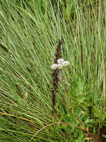 Disa stairsii image