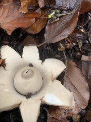Geastrum triplex