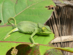 Furcifer polleni