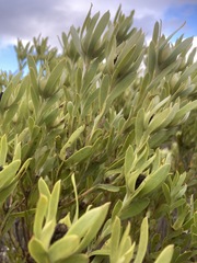 Leucadendron meridianum