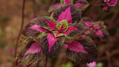 Coleus scutellarioides