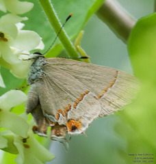 Electrostrymon hugon