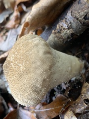 Lycoperdon perlatum