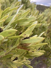 Leucadendron meridianum