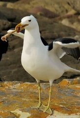 Larus dominicanus vetula