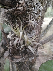 Tillandsia incarnata