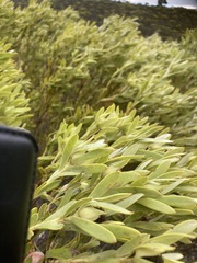 Leucadendron meridianum