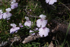 Hemiandra pungens