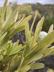 Leucadendron meridianum