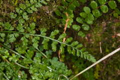 Asplenium fontanum