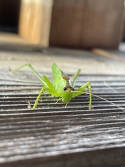 Hexacentrus japonicus