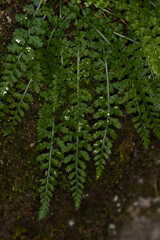 Asplenium fontanum