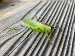 Hexacentrus japonicus