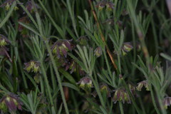 Xanthosia huegelii