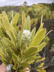 Leucadendron meridianum