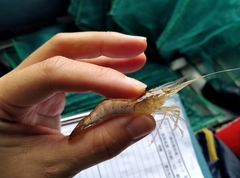 Macrobrachium nipponense