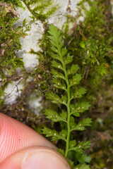 Asplenium fontanum