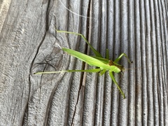 Hexacentrus japonicus