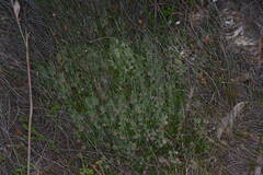 Xanthosia huegelii