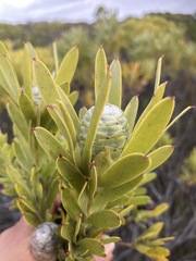 Leucadendron meridianum