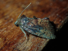 Elusa