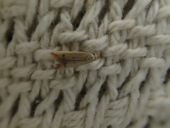 Tachystola hemisema