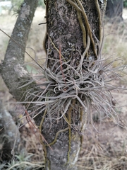 Tillandsia recurvata