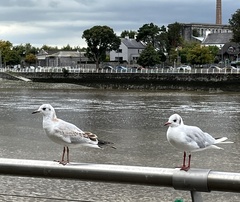 Chroicocephalus ridibundus