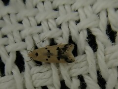 Compsotropha charidotis