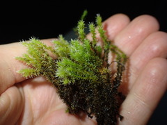 Racomitrium canescens