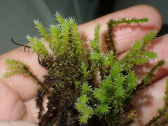 Racomitrium canescens