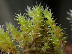 Racomitrium canescens