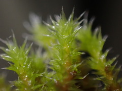 Racomitrium canescens