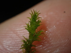Racomitrium canescens