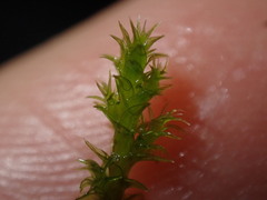 Racomitrium canescens