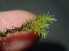 Racomitrium canescens