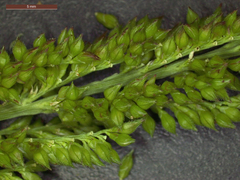 Echinochloa crus-pavonis macera