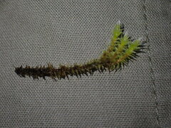 Racomitrium canescens