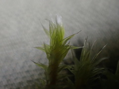 Racomitrium canescens