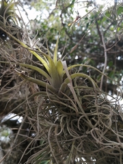 Tillandsia incarnata