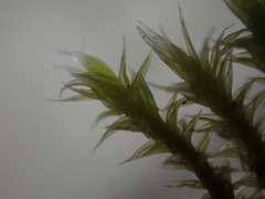 Racomitrium canescens