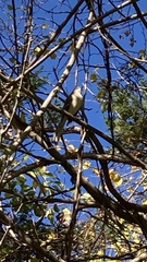 Mimus polyglottos