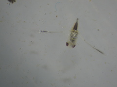 Anisops