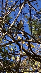 Mimus polyglottos
