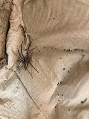 Agelenopsis