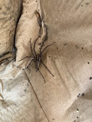 Agelenopsis