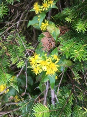 Solidago macrophylla