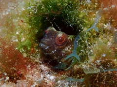 Emblemaria pandionis