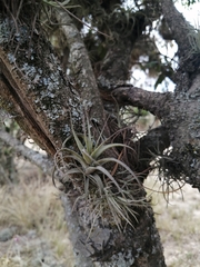 Tillandsia incarnata